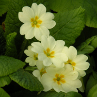 Wildflower Wild Primrose